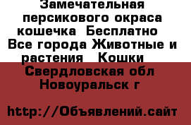 Замечательная персикового окраса кошечка. Бесплатно - Все города Животные и растения » Кошки   . Свердловская обл.,Новоуральск г.